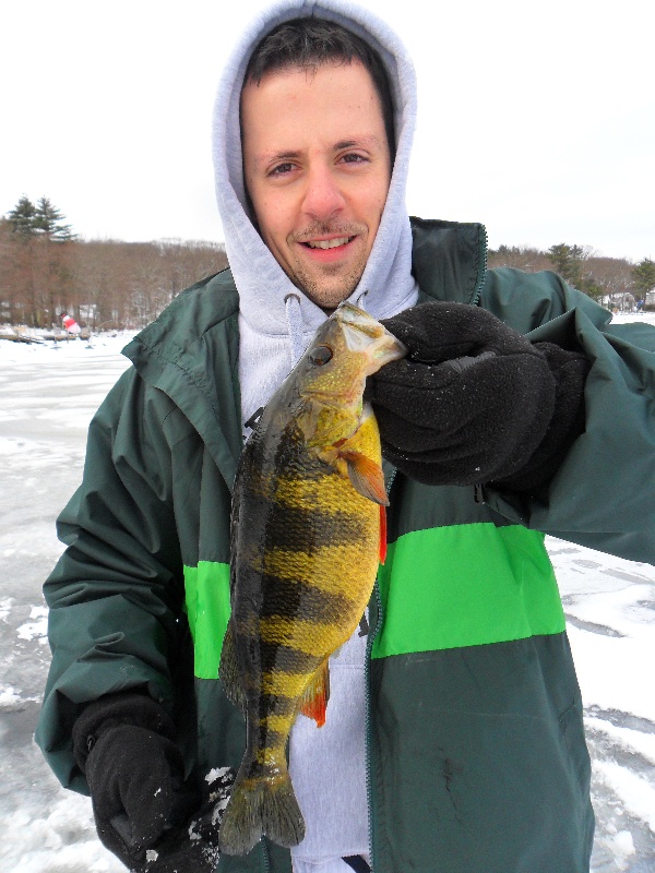 Perch and Pickerel