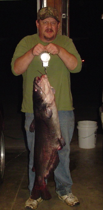 36 # Arkansas Blue Cat