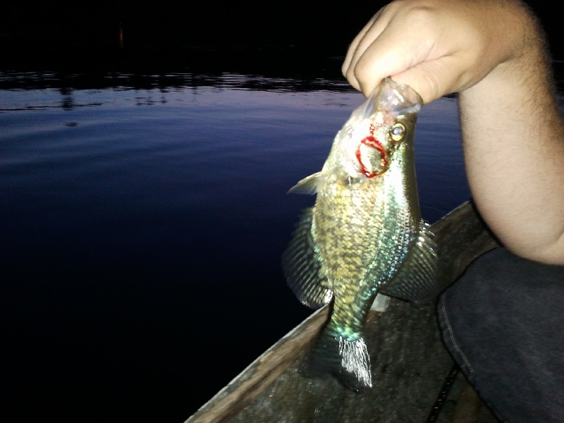 Crappie