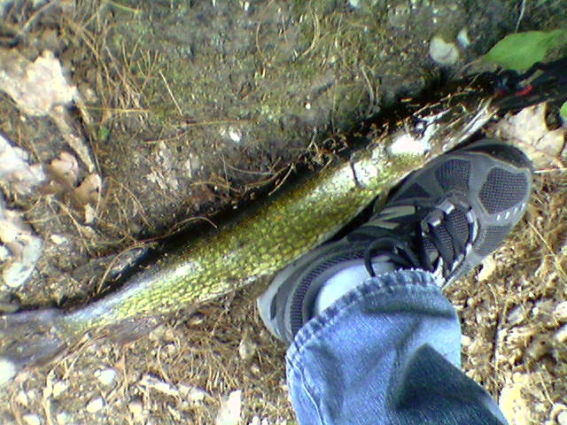 28" 8lb, 10 oz pickerel