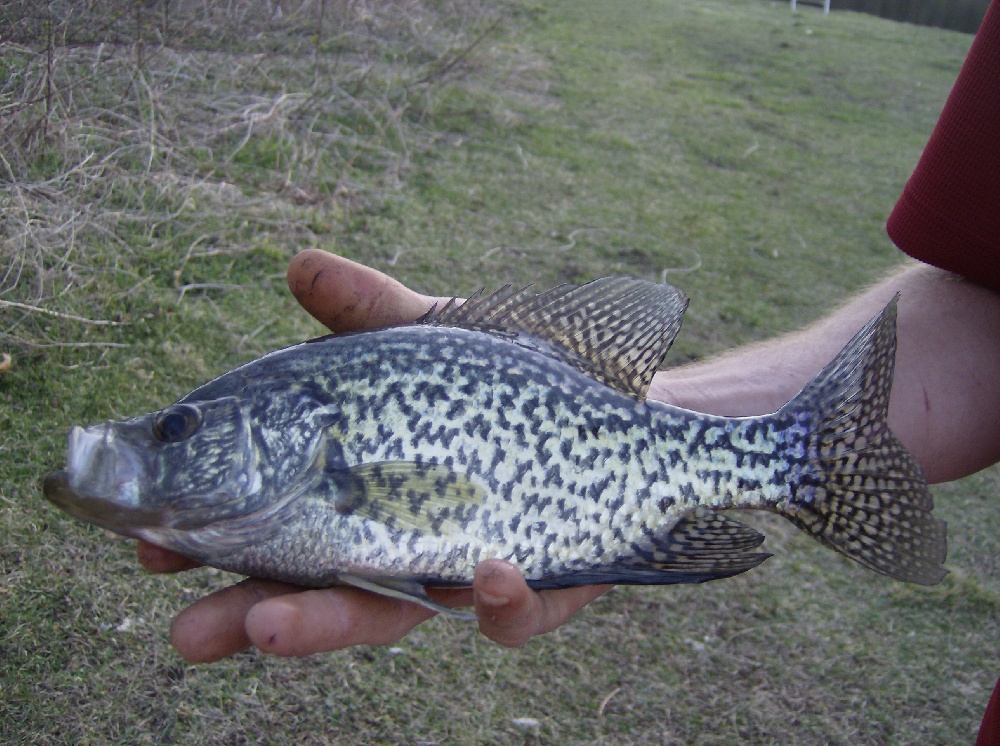 Black Crappie caught in Portage Lakes, OH