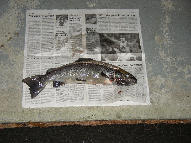 6lb  Broodstock Salmon