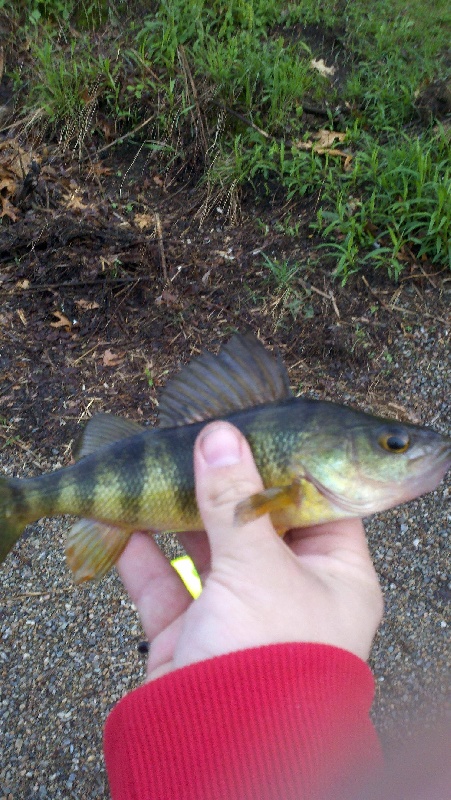 Farm Pond