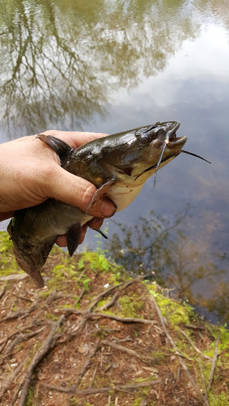 BullHead