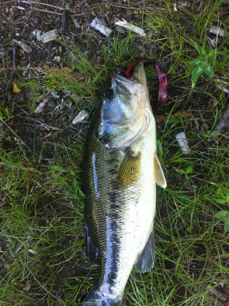 Largemouth