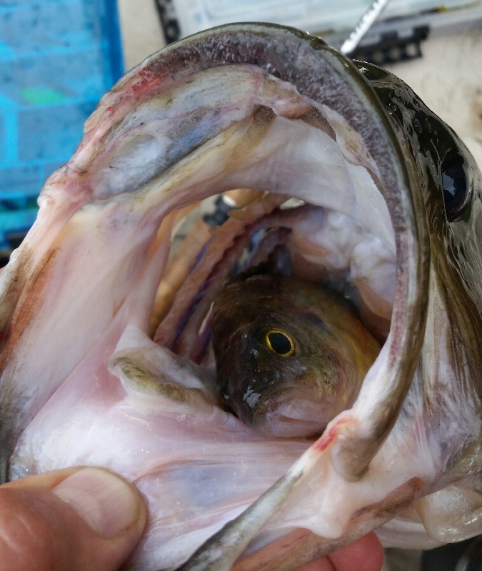 Hungry Largemouth