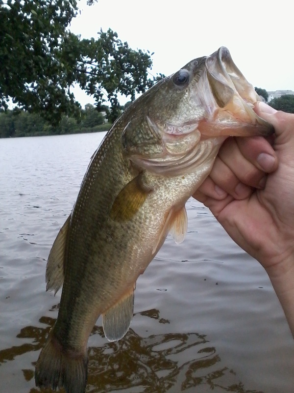 Largemouth